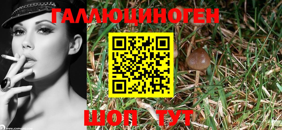 Галлюциногенные грибы Cubensis Рославль